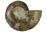 Cut & Polished Ammonite Fossil (Half) - Madagascar #329154-1